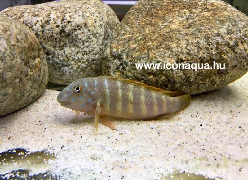 Eretmodus marksmithi 'Ikola'